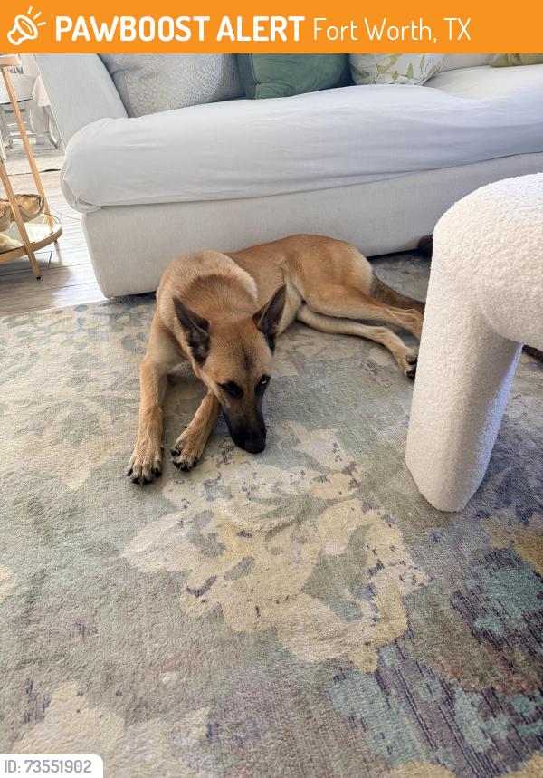 Found/Stray Male Dog last seen Cooks Lane/ Division/ Green Oaks, Fort Worth, TX 75062