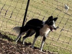 Lost Male Dog last seen Letlough Road, Robbins nc, Robbins, NC 27325