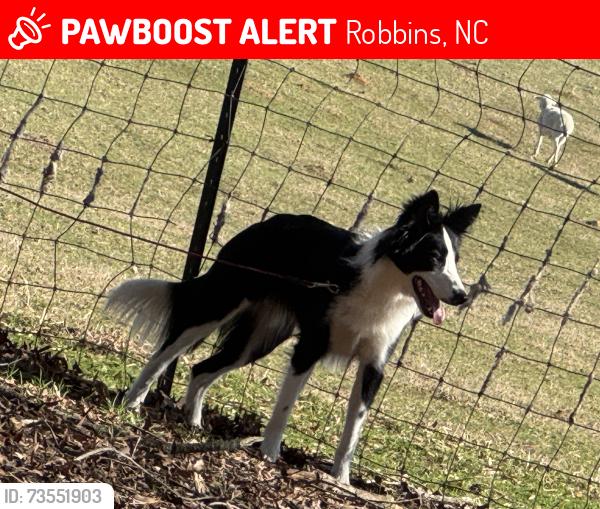 Lost Male Dog last seen Letlough Road, Robbins nc, Robbins, NC 27325