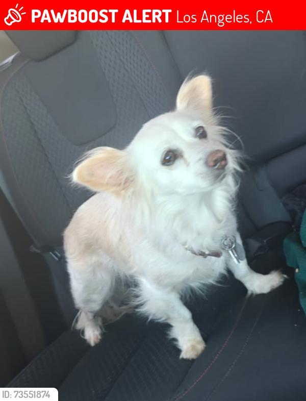 Lost Female Dog last seen Princeton St & S Eastman Ave by Rowan Elementary, Los Angeles, CA 90023