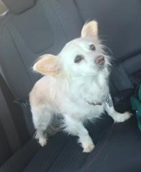 Lost Female Dog last seen Princeton St & S Eastman Ave by Rowan Elementary, Los Angeles, CA 90023