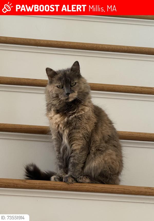 Lost Female Cat last seen Orchard St and Ridge St headed into Oak Grove Park, Millis, MA 02054