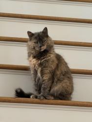 Lost Female Cat last seen Orchard St and Ridge St headed into Oak Grove Park, Millis, MA 02054