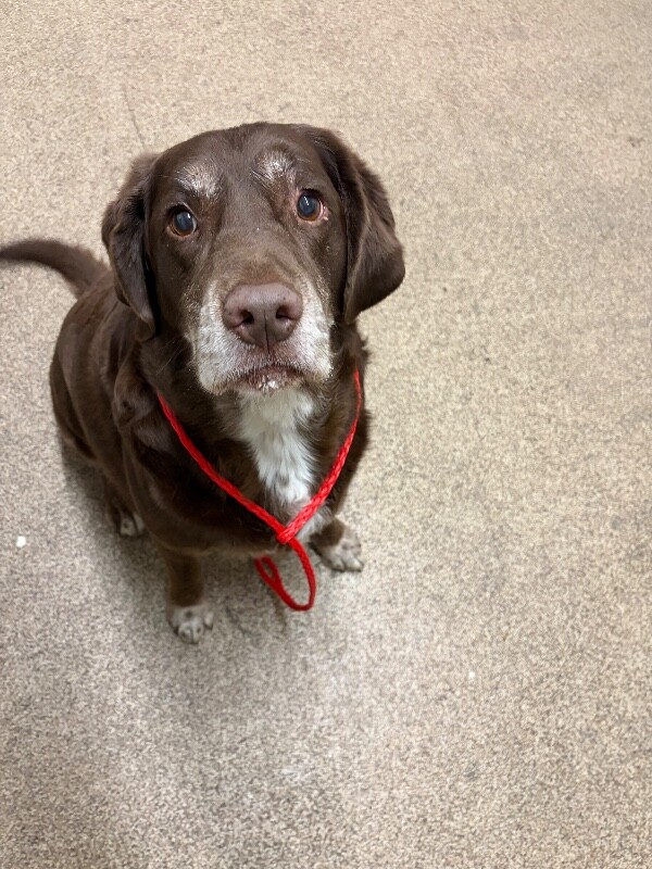 Shelter Stray Male Dog last seen Near W 1000 N, Bountiful, UT 84010, USA, 1422 E 600 N, Fruit Heights, UT 84037, USA