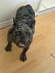 Reunited Female Dog last seen Main and Warner, Santa Ana, CA 92707