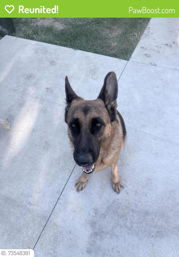 Reunited Female Dog last seen Near van maren on and calvin dr, Citrus Heights, CA 95621