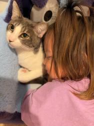 Reunited Male Cat last seen 18th and Orange, Huntington Beach, CA 92648