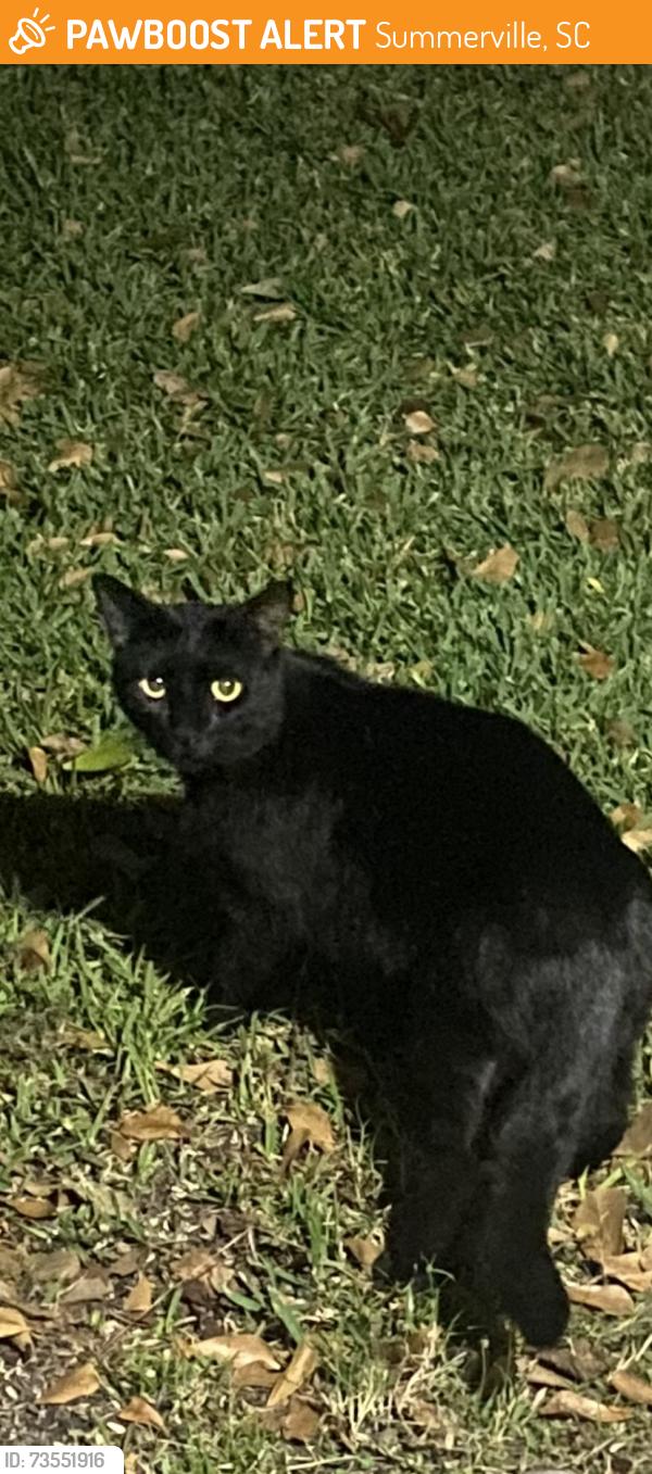 Found/Stray Unknown Cat last seen Royle rd, Summerville, SC 29456