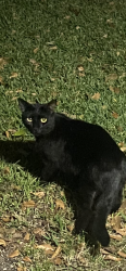 Found/Stray Unknown Cat last seen Royle rd, Summerville, SC 29456