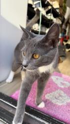 Lost Female Cat last seen Cedar St, Philadelphia, PA 19134