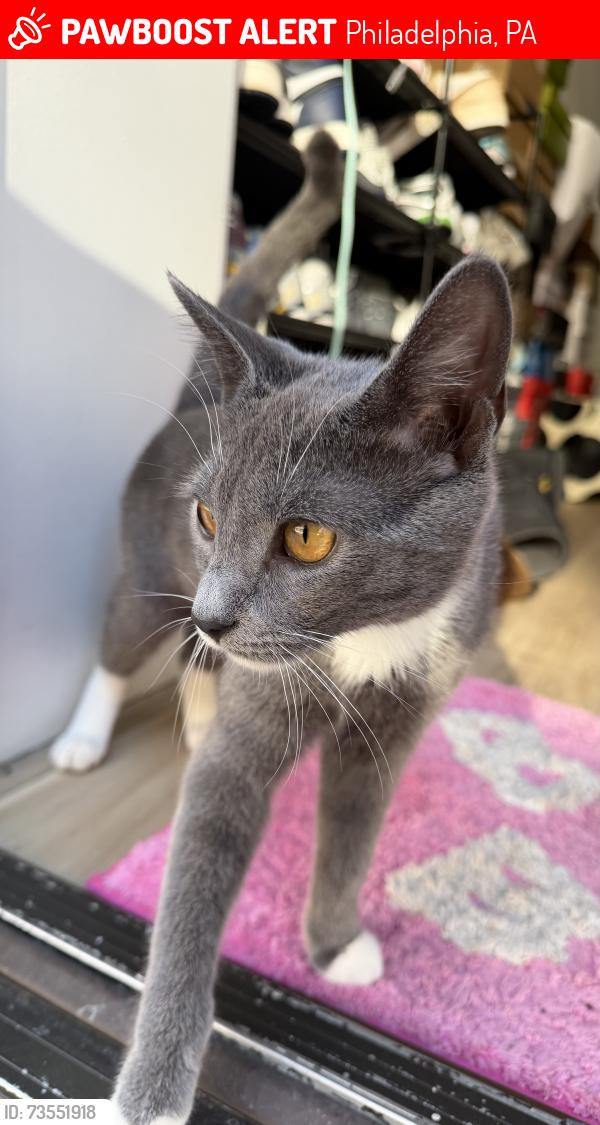 Lost Female Cat last seen Cedar St, Philadelphia, PA 19134