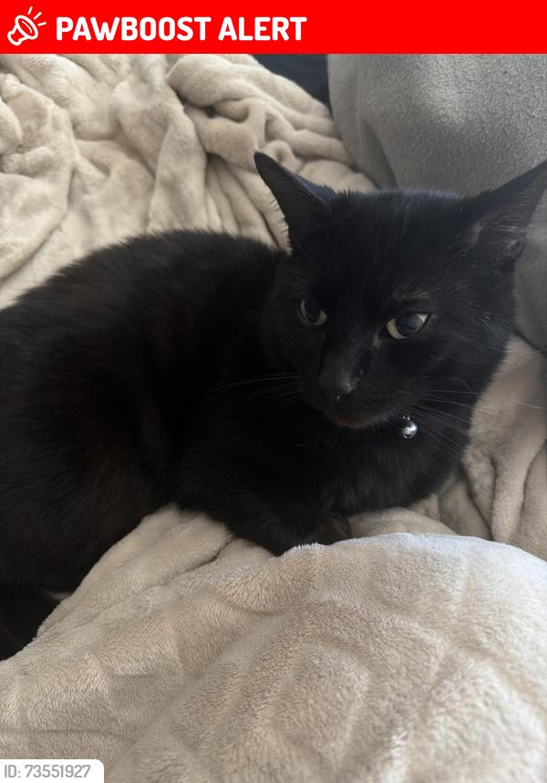 Lost Male Cat last seen Marian square, Merseyside, England 