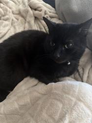 Lost Male Cat last seen Marian square, Merseyside, England 