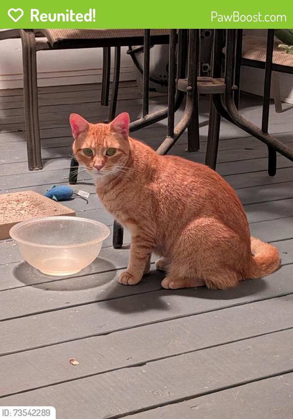 Reunited Male Cat last seen Acorn Drive area, New Bern, NC 28562