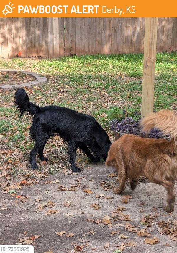 Found/Stray Male Dog last seen Dry Creek Dr and James St, Derby, KS 67037