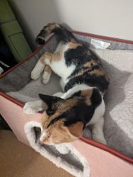 Found/Stray Female Cat last seen Central avenue liquors, Minneapolis, MN 55413