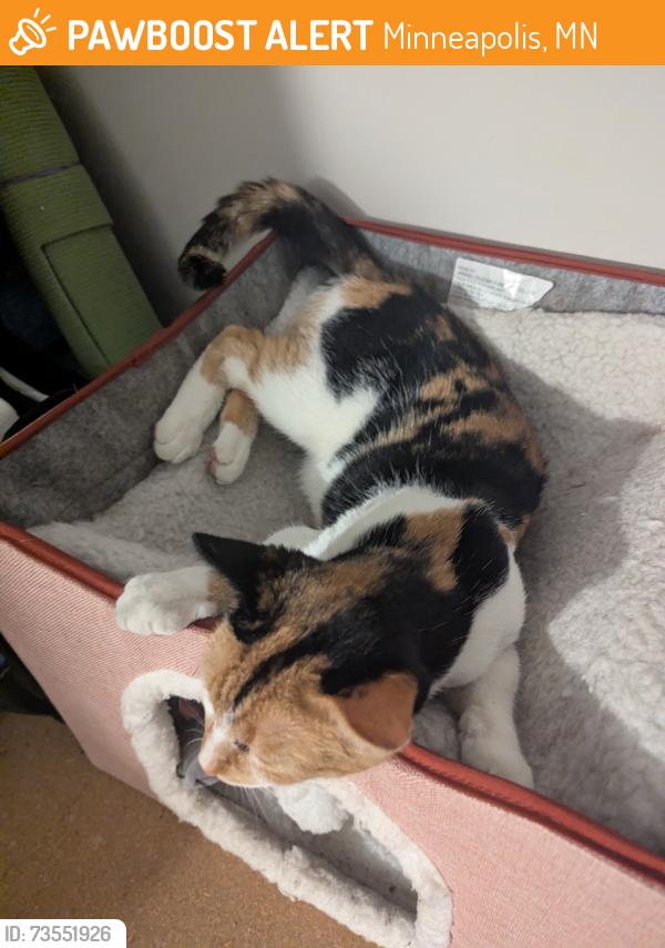 Found/Stray Female Cat last seen Central avenue liquors, Minneapolis, MN 55413