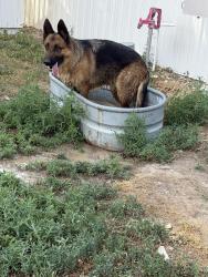 Lost Male Dog last seen County road 4 and haysmount, Hudson, CO 80642