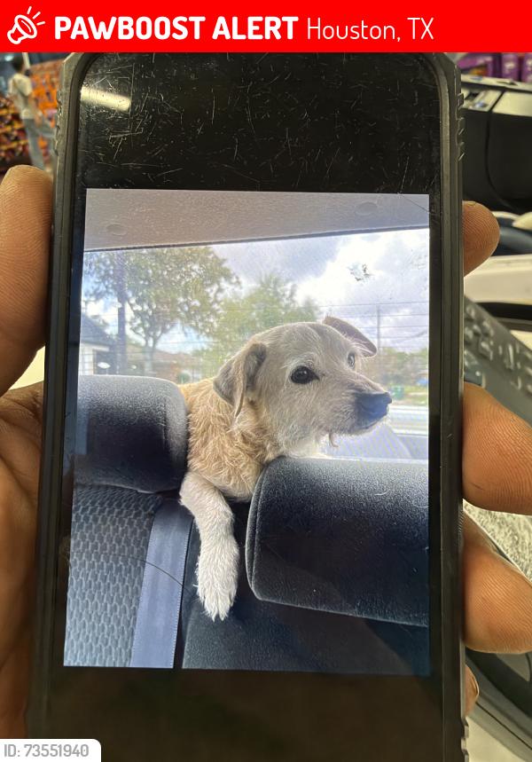 Lost Male Dog last seen Sams Club Location, Houston, TX 77089
