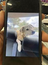 Lost Male Dog last seen Sams Club Location, Houston, TX 77089