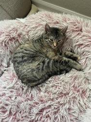 Lost Female Cat last seen Clarke Farms & Jordan, Parker, CO 80134