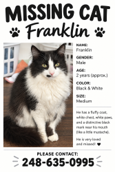 Lost Male Cat last seen North Hill Elementary School, Rochester Hills, MI 48307