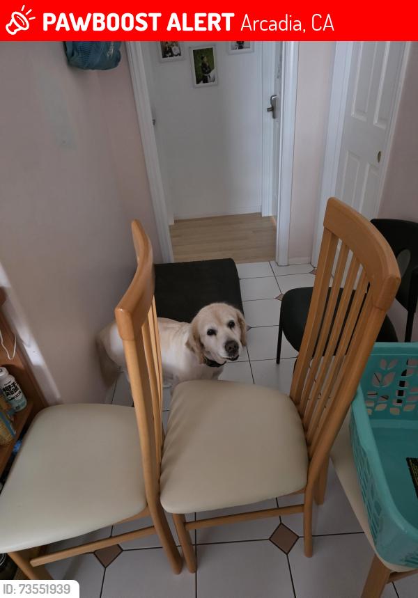 Lost Female Dog last seen El monte, Arcadia, CA 91007