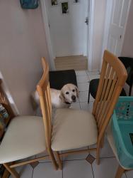 Lost Female Dog last seen El monte, Arcadia, CA 91007