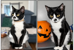 Lost Female Cat last seen William st and N 16th st east orange, East Orange, NJ 07017