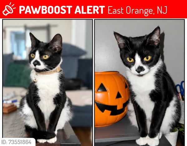 Lost Female Cat last seen William st and N 16th st east orange, East Orange, NJ 07017