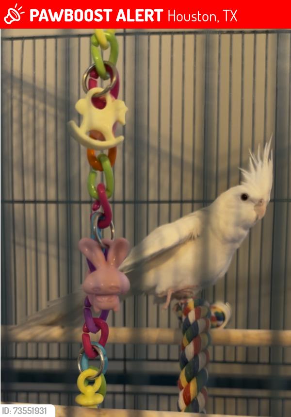 Lost Unknown Bird last seen Near Westside Tennis Club (wilcrest/lakeside place dr) flying toward Lakeside Country Club (Wilcrest and Memorial), Houston, TX 77077