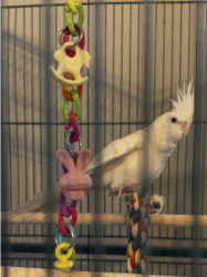 Lost Unknown Bird last seen Near Westside Tennis Club (wilcrest/lakeside place dr) flying toward Lakeside Country Club (Wilcrest and Memorial), Houston, TX 77077