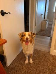 Reunited Female Dog last seen Bell demar, Tempe, AZ 85283