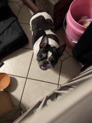Found/Stray Female Dog last seen Pinoak and Timberview, Grand Prairie, TX 75052