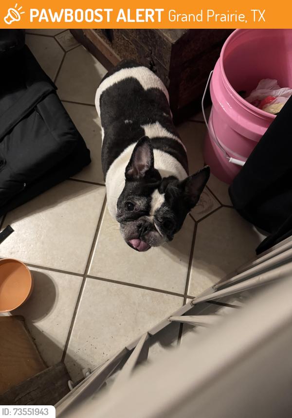 Found/Stray Female Dog last seen Pinoak and Timberview, Grand Prairie, TX 75052