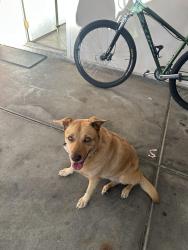Reunited Unknown Dog last seen Lone mountain road, Las Vegas, NV 89128