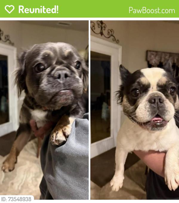 Reunited Female Dog last seen Creekside Dr & Oakmont Dr near Hawk Elementary, Corinth, TX, Corinth, TX 76210