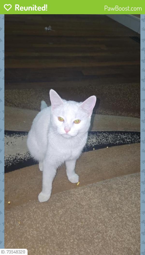 Reunited Female Cat last seen Candiac Rd 120 Ave SW, Calgary, AB 