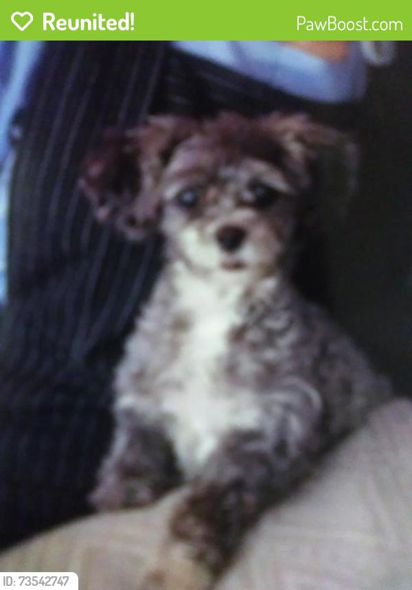 Reunited Female Dog last seen Belmont/896, Ronks, PA 17572