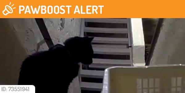 Found/Stray Unknown Cat last seen US Hwy 1 and 18th Street, Indian River County, FL 32966