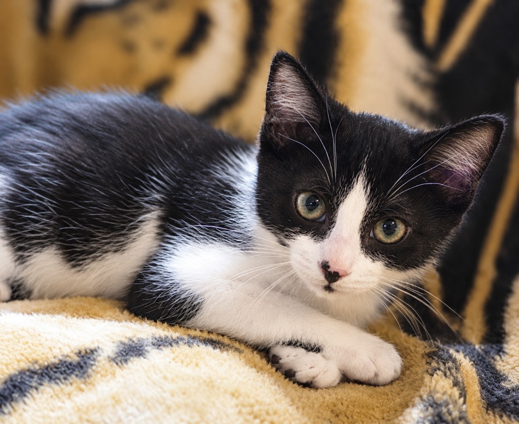Shelter Stray Male Cat last seen , 22415 Groesbeck Hwy, Warren, MI 48089, USA