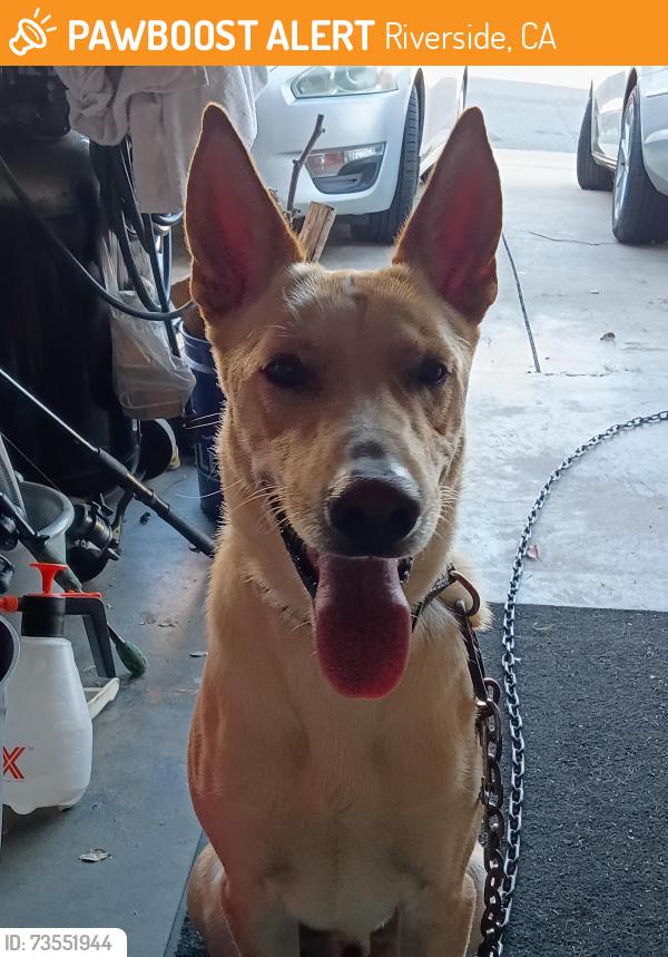 Found/Stray Male Dog last seen Linaries x cross river drive jurupa valley ca, Riverside, CA 92509