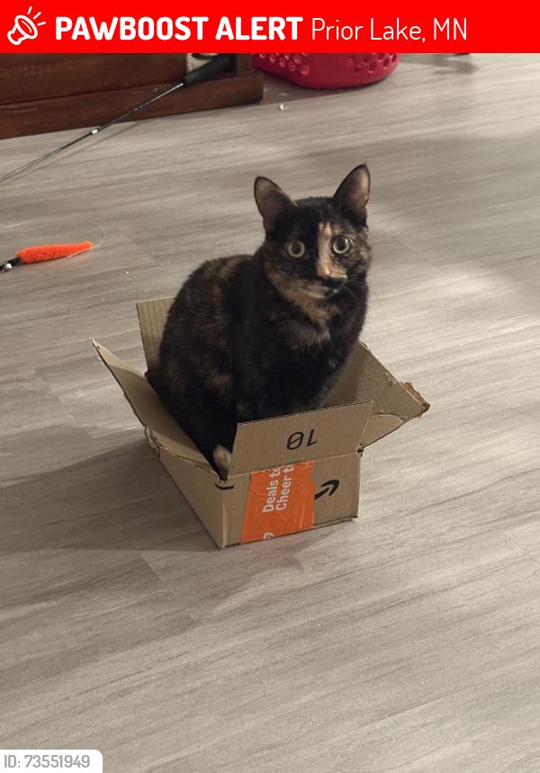 Lost Female Cat last seen Wilderness Ridge Road, Prior Lake, MN, Prior Lake, MN 55372