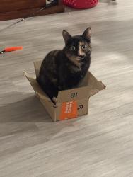 Lost Female Cat last seen Wilderness Ridge Road, Prior Lake, MN, Prior Lake, MN 55372