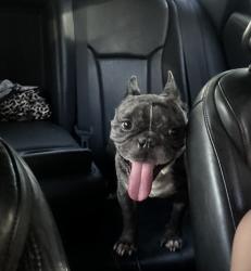 Lost Male Dog last seen Near N Herrington Ave San Bernardino, CA 92411 United States, San Bernardino, CA 92411