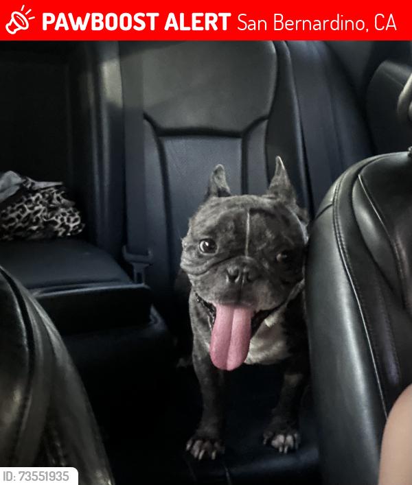 Lost Male Dog last seen Near N Herrington Ave San Bernardino, CA 92411 United States, San Bernardino, CA 92411