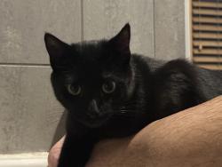 Lost Female Cat last seen Eliot and 28th, Denver, CO 80211