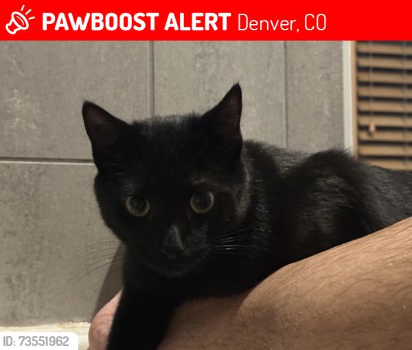 Lost Female Cat last seen Eliot and 28th, Denver, CO 80211