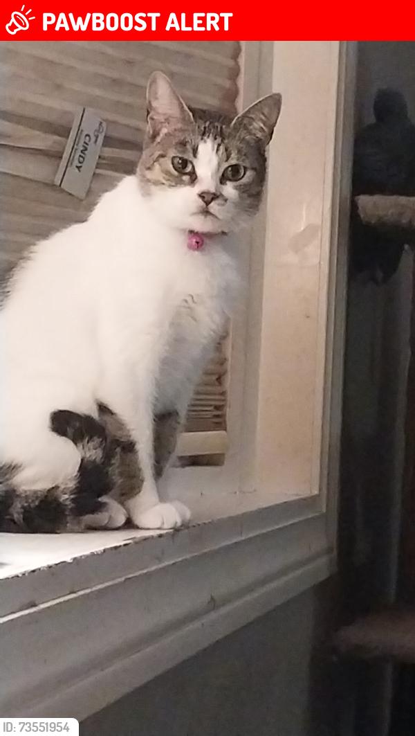 Lost Female Cat last seen Central ave and Holland sylvania, Sylvania Township, OH 43615