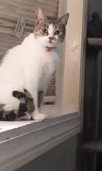 Lost Female Cat last seen Central ave and Holland sylvania, Sylvania Township, OH 43615